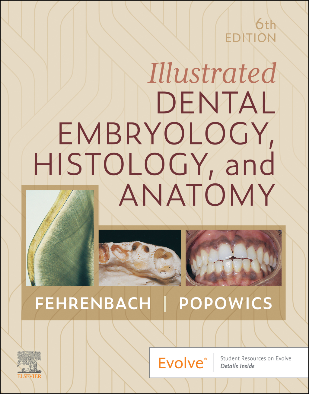 Illustrated Dental Embryology Histology and Anatomy 6e Fehrenbach Test Bank